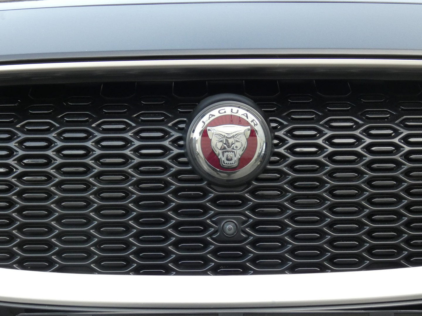 Jaguar Jaguar