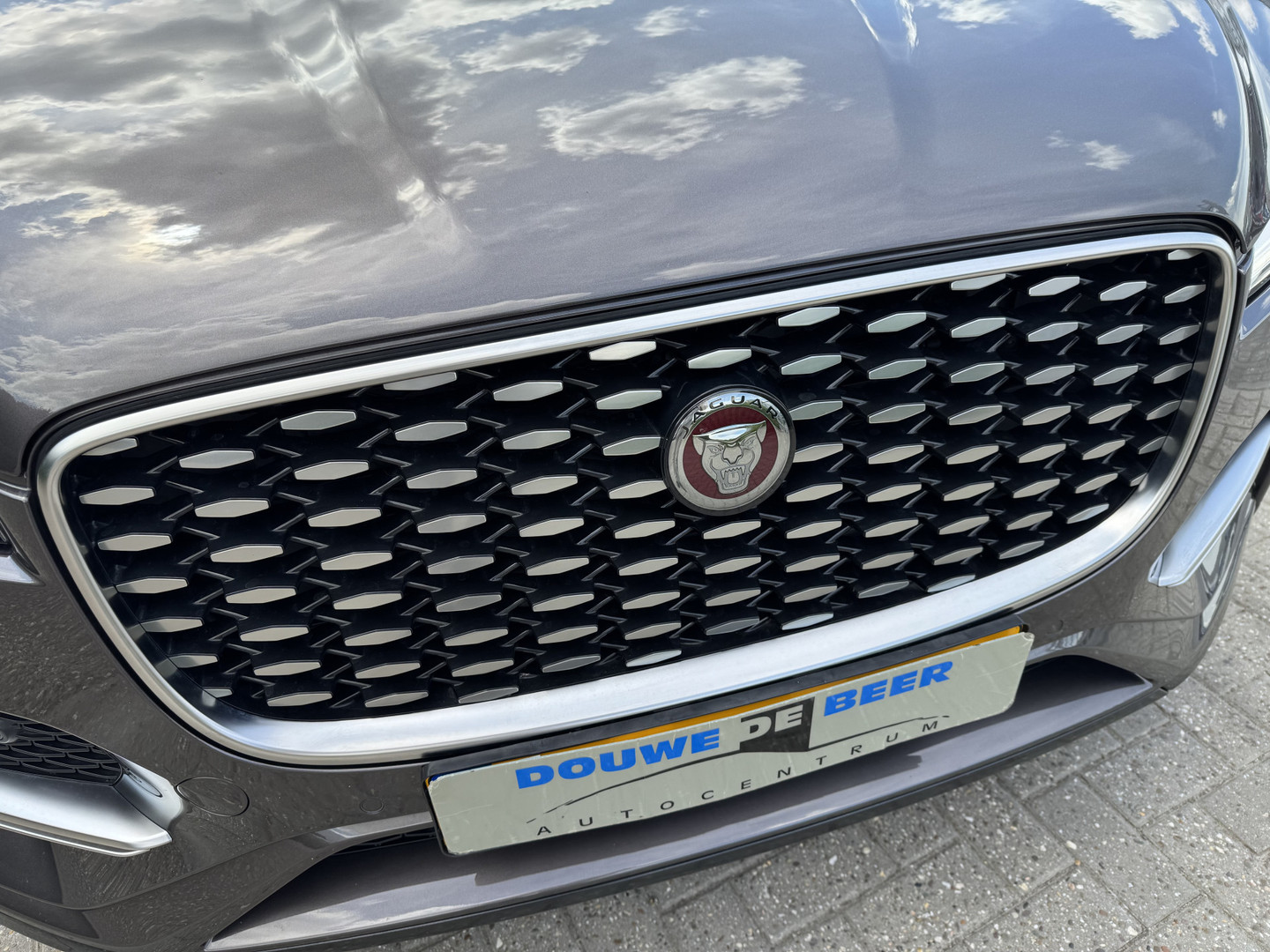 Jaguar Jaguar