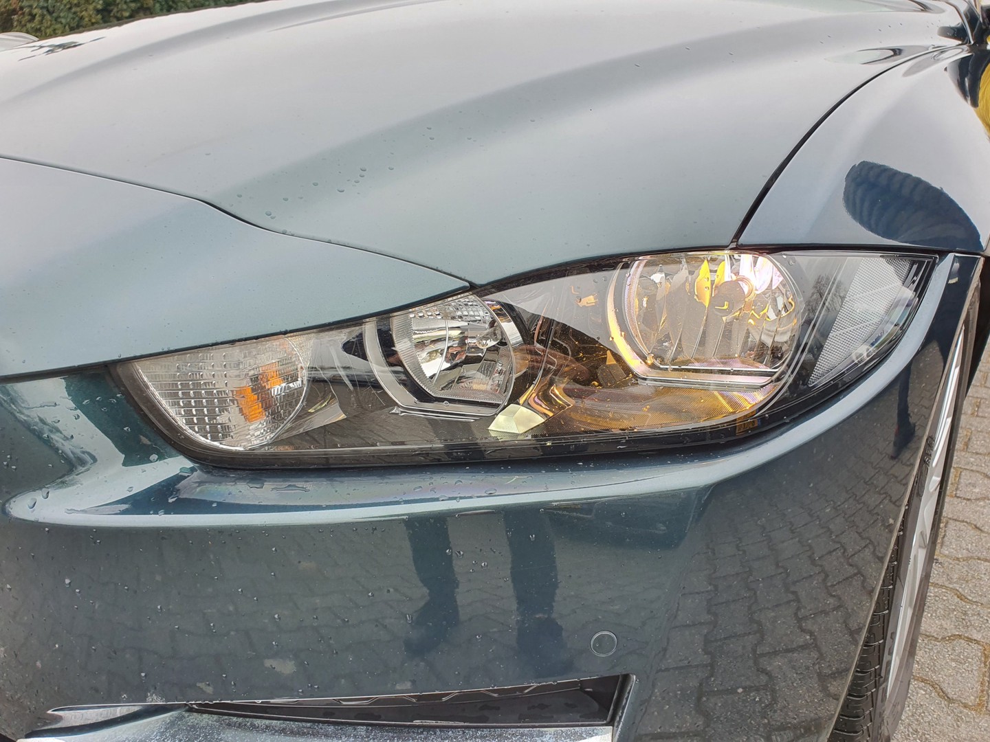 Jaguar Jaguar