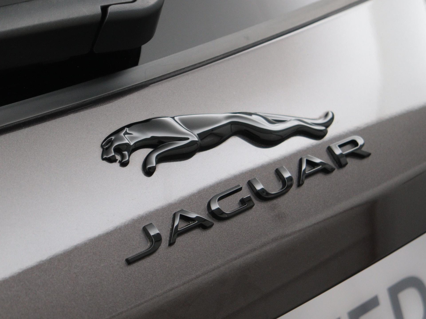 Jaguar Jaguar