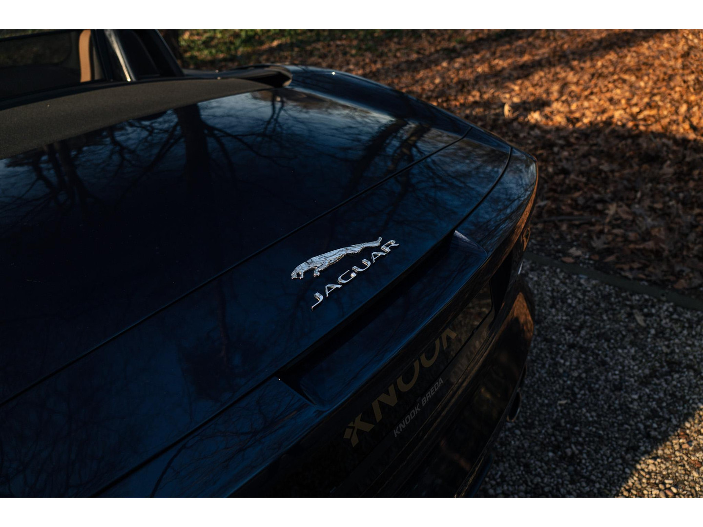 Jaguar Jaguar